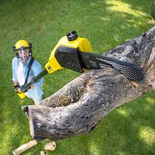 Organic Lawn Care Solutions in Bellevue, NE